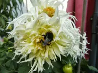 CIMG0521.webp