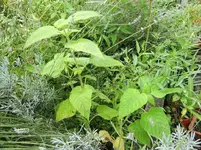 CIMG0443.webp