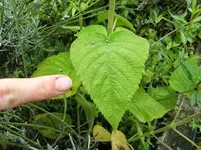 CIMG0444.webp