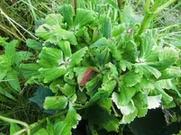 CIMG0475.webp