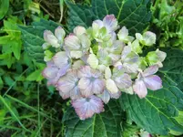 CIMG0474.webp