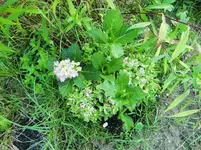 CIMG0472.webp