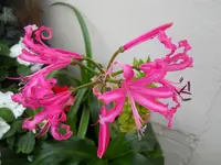 DSCN2599.webp