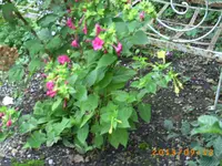 sept04 008.webp