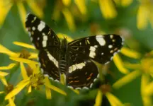 Landkärtchen,Sommerform,Söhre.webp