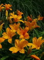 hemerocallis-.webp