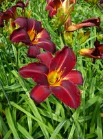 hemerocallis.webp