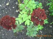 sept04 019.webp