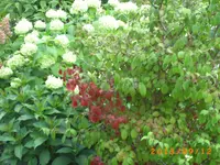 sept04 022.webp