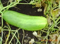 sept04 026.webp