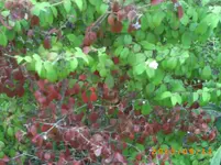 sept04 028.webp