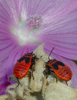 TiereMakro (7).webp