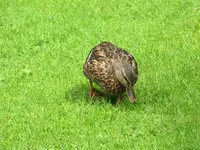 070.webp