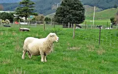 Copy of IMG_4894v.webp