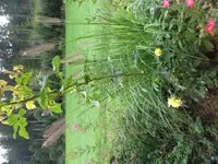 SAM_2111.webp