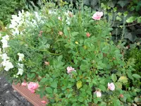 SAM_2113.webp