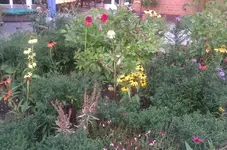 IMAG1273.webp