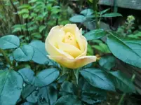 CIMG0673.webp