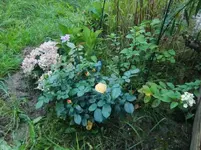 CIMG0687.webp