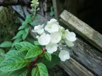CIMG0681.webp