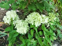 CIMG0583.webp