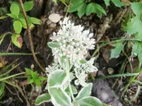 CIMG0585.webp