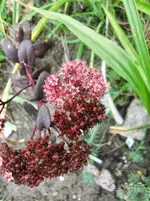 CIMG0588.webp