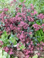 CIMG0597.webp