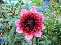 CIMG0559.webp