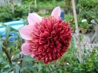 CIMG0561.webp
