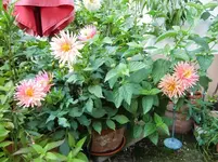 CIMG0553.webp