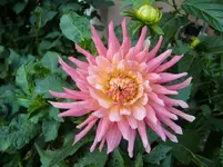 CIMG0556.webp