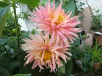 CIMG0557.webp