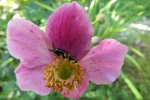 2013_0906Sommer0027.jpg
