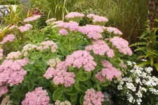 2013_0913Sommer0006.webp
