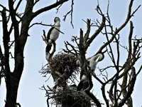 Kormoran vv.webp