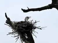 Kormoran vv (1).webp