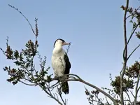 Kormoran vv (3).webp