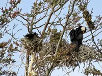 Kormoran vv (4).webp
