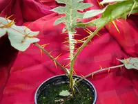 CIMG0906.webp