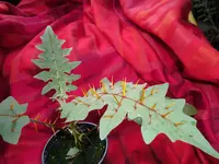 CIMG0907.webp