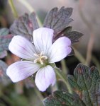 Geranium ´sanne`.jpg