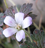 Geranium ´sanne`.webp