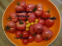 Tomatenernte2.webp