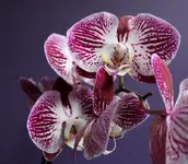 Makro 3.webp