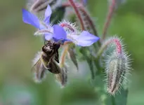 Bienchen und Borretsch.webp