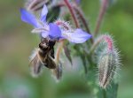 Bienchen und Borretsch.jpg