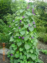 sept05 002.webp