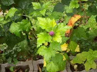 100_5725.webp