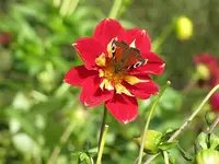 037.webp